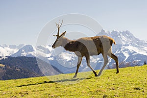 Deer, meadow and mountains in the Alps.