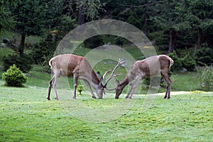 Deer on meadow in summer time