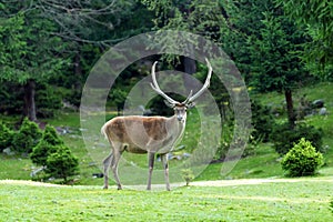 Deer on meadow in summer time