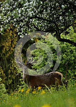 Deer on the meadow under a lush apple tree