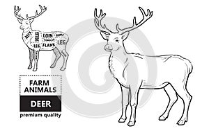 Deer meat cuts with elements and names. Isolated black on white background. Butcher shop.