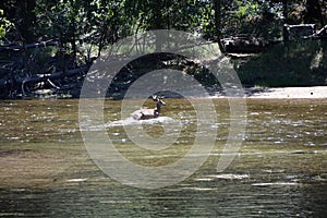 Deer in the Merced River in Yosemite National Park, California