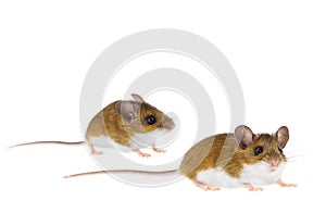 Deer Mice - Peromyscus Mouse