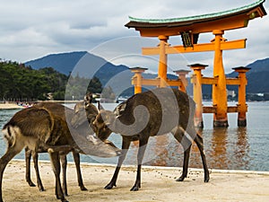 Deer at Miyajima
