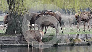 Deer with molting fur group together around weeping willow tree