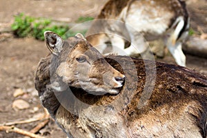 Deer Molting Park Nature