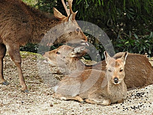 Deer at Momijidani Park, Miyajima Island, Hiroshima, Japan