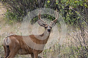 Deer in Montana