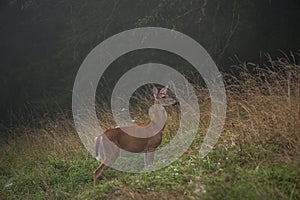 Deer in Morning Dew - Big Bone Lick State Park - Kentucky