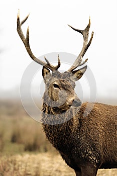 Deer in morning fog