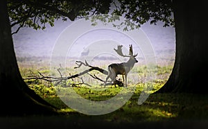 A deer in the morning mist