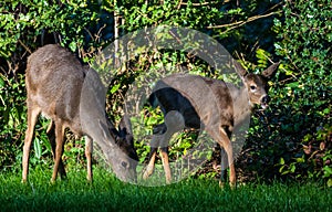 Deer Mother And Fawn Grazing On Grass