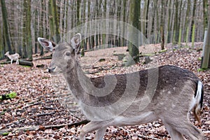 Deer mother and her fawn standing in the woods. Wildlife and environment concept