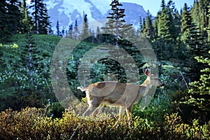Deer in Mount Rainier USA