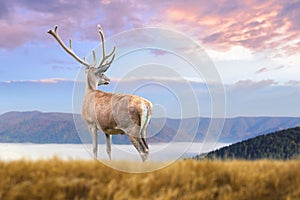 Deer on mountain background