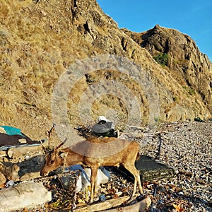 Deer on the mountain on the island of komodo photo