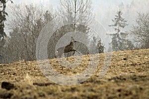 Deer on the mountain meadow, Slovakia