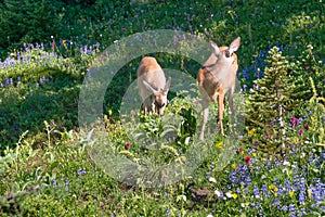 Deer Among Mountain Wildflowers