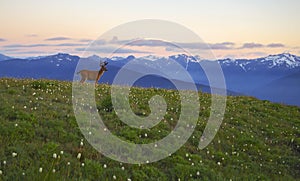 Deer, Mountains and meadows Hurricane Ridge, Olympic National Park photo