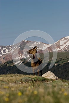 Deer on a mountainside