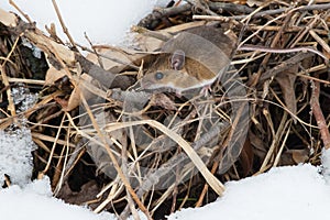 Deer Mouse - Peromyscus maniculatus