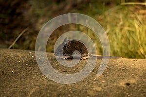 The deer mouse (Peromyscus maniculatus)