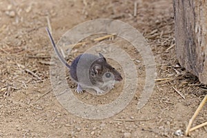 The deer mouse (Peromyscus maniculatus)