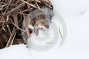 Deer Mouse - Peromyscus maniculatus