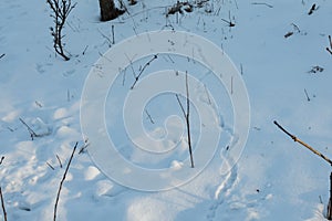 Deer Mouse trails in the snow