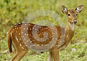 Deer