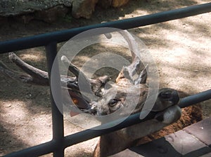 Deer Munching on a Metal Bar in a Zoo