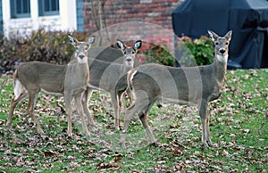 Deer In Suburban areas photo