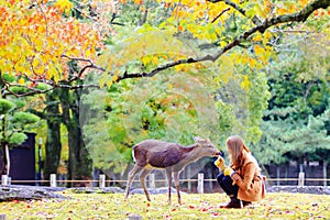 Deer of Nara at fall season, Nara Japan