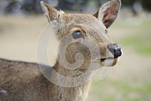 Deer at Nara, Japan