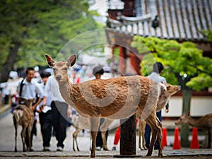 Deer in Nara