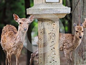 Deer in Nara