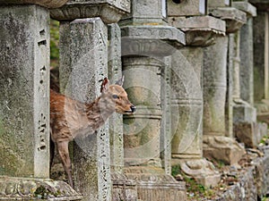 Deer in Nara