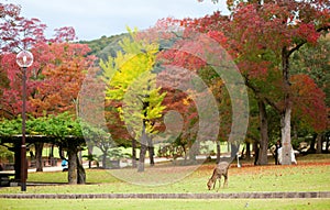 Deer in Nara, Japan, at fall