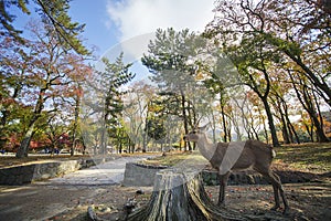 Deer in Nara, Japan, at fall
