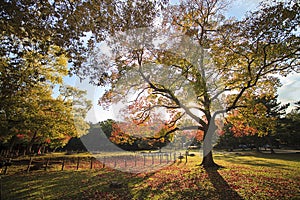 Deer in Nara, Japan, at fall