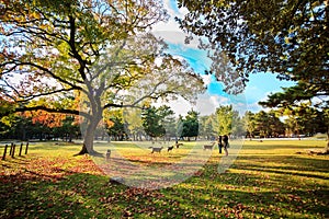 Deer in Nara, Japan, at fall