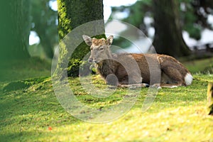 Deer in Nara park japan