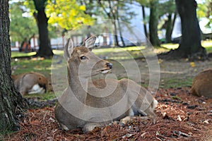 Deer in Nara park japan