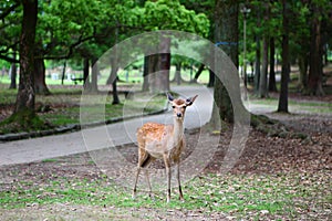 Deer in the Nara Park,Nara,Japan