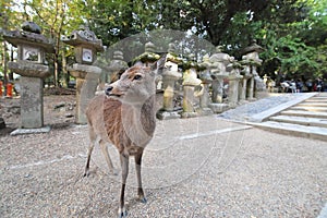 Deer Nara park Nara Japan
