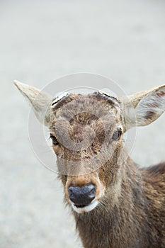 Deer at nara province japan