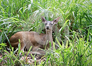 Deer in natualeza photo