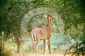 Deer in nature park of indiya