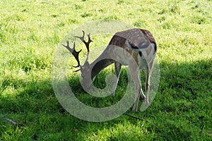 Deer in the Nature reserve Fischbeker Heide, Hamburg â€“ Germany