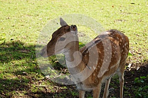 Deer in the Nature reserve Fischbeker Heide, Hamburg â€“ Germany